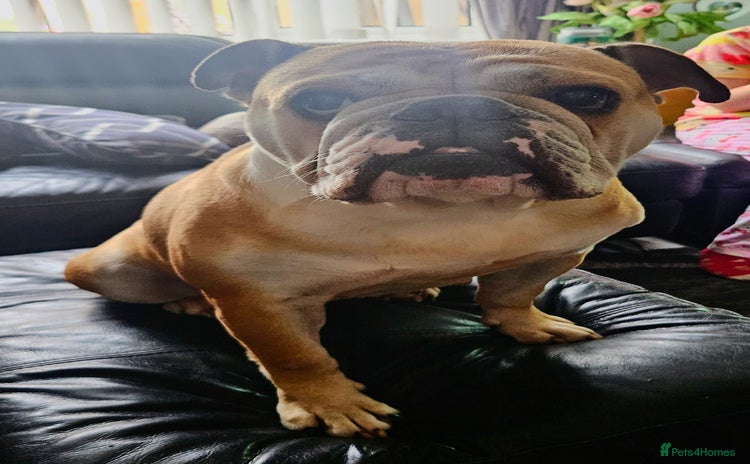 English Bulldog dogs - Advert 7
