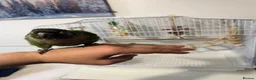 Conures birds for sale: Green cheek conure in Cardiff - Advert 10