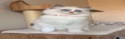 Ragdoll cats for sale: Fluffy Ragdoll Kittens🐾 in Peterborough - Advert 3