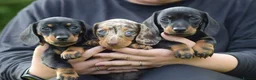 Miniature Dachshund dogs for stud:  Handsome Silver Dapple in Brecon - Advert 8