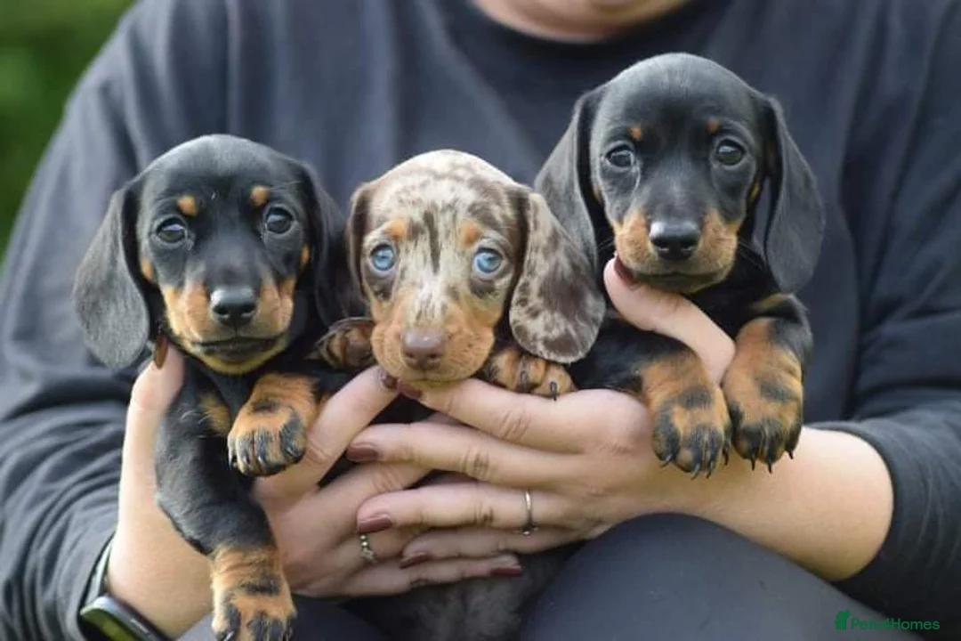 Miniature Dachshund dogs for stud:  Handsome Silver Dapple in Brecon - Advert 8
