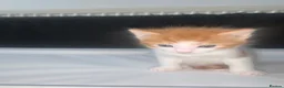 American Shorthair cats for sale: American Shorthair twins  - Advert 11