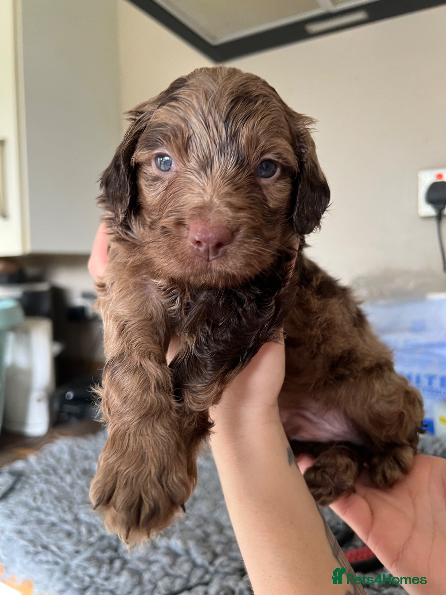 Cockapoo dogs Gorgeous F1 babies - choc solids, partis, merles. - Advert 5