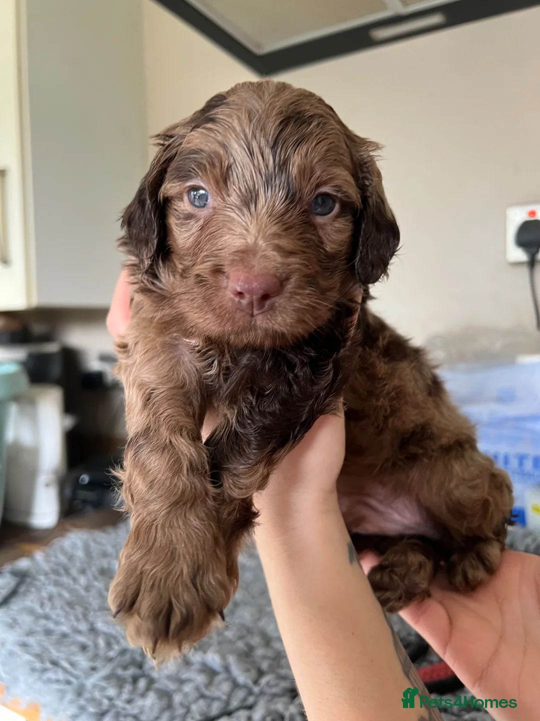 Cockapoo dogs for sale: Gorgeous F1 babies - choc solids, partis, merles. in Trimdon Station - Advert 1