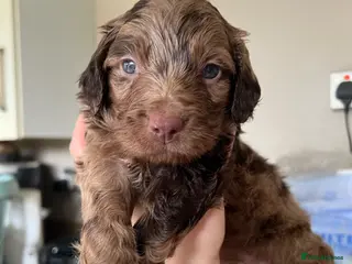 Cockapoo dogs Gorgeous F1 babies - choc solids, partis, merles. - Advert 4