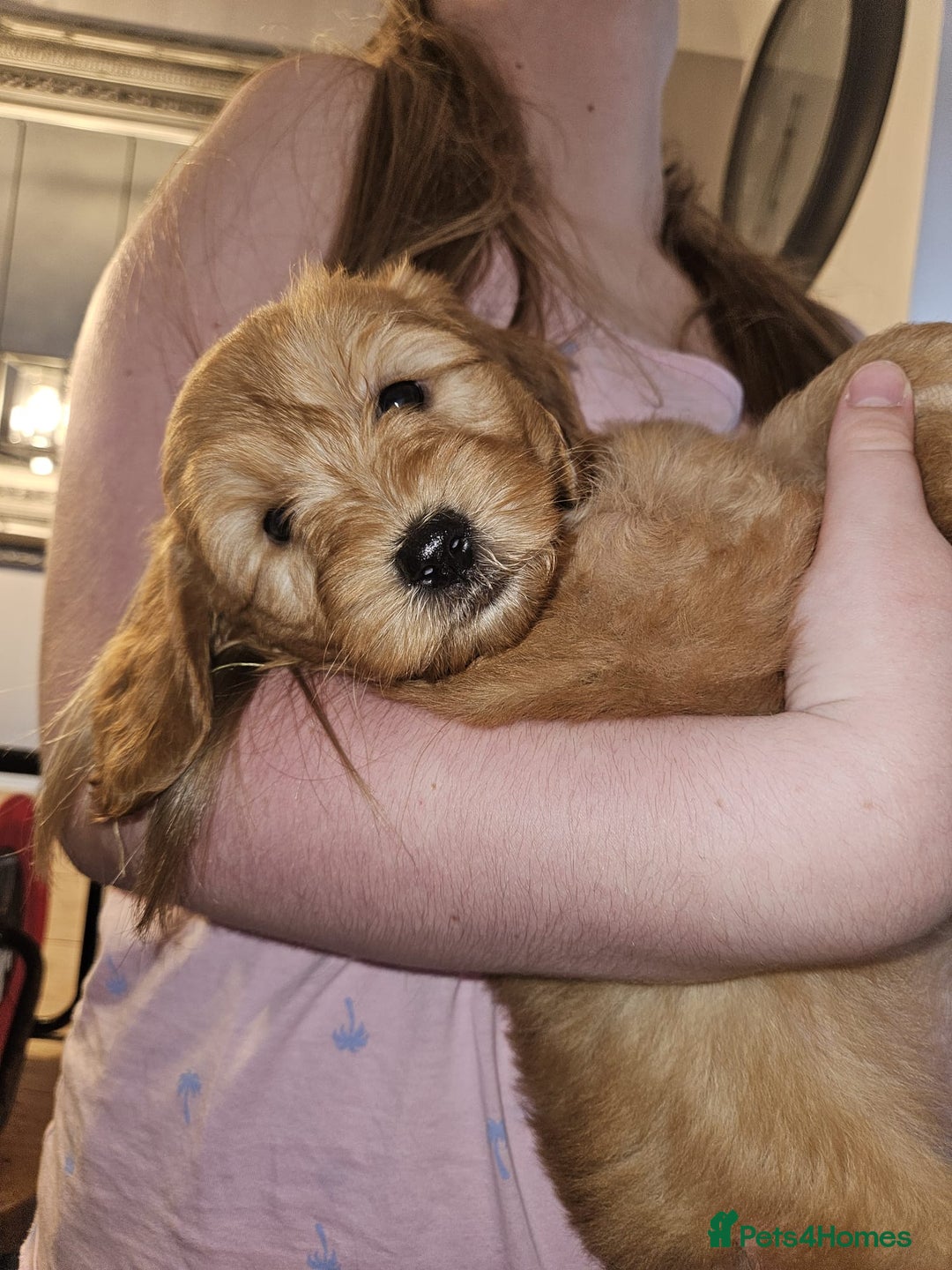 Cockapoo dogs for sale: ✨️  F1B Cockapoo Puppies 1 reserved ✨️ - Image 12