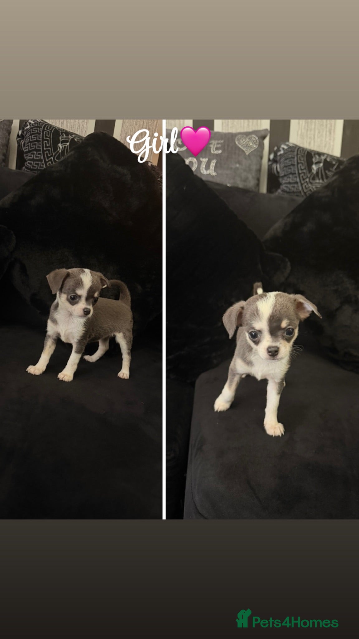 Chihuahua dogs Lovely chihuahua puppies❤️ - Advert 2