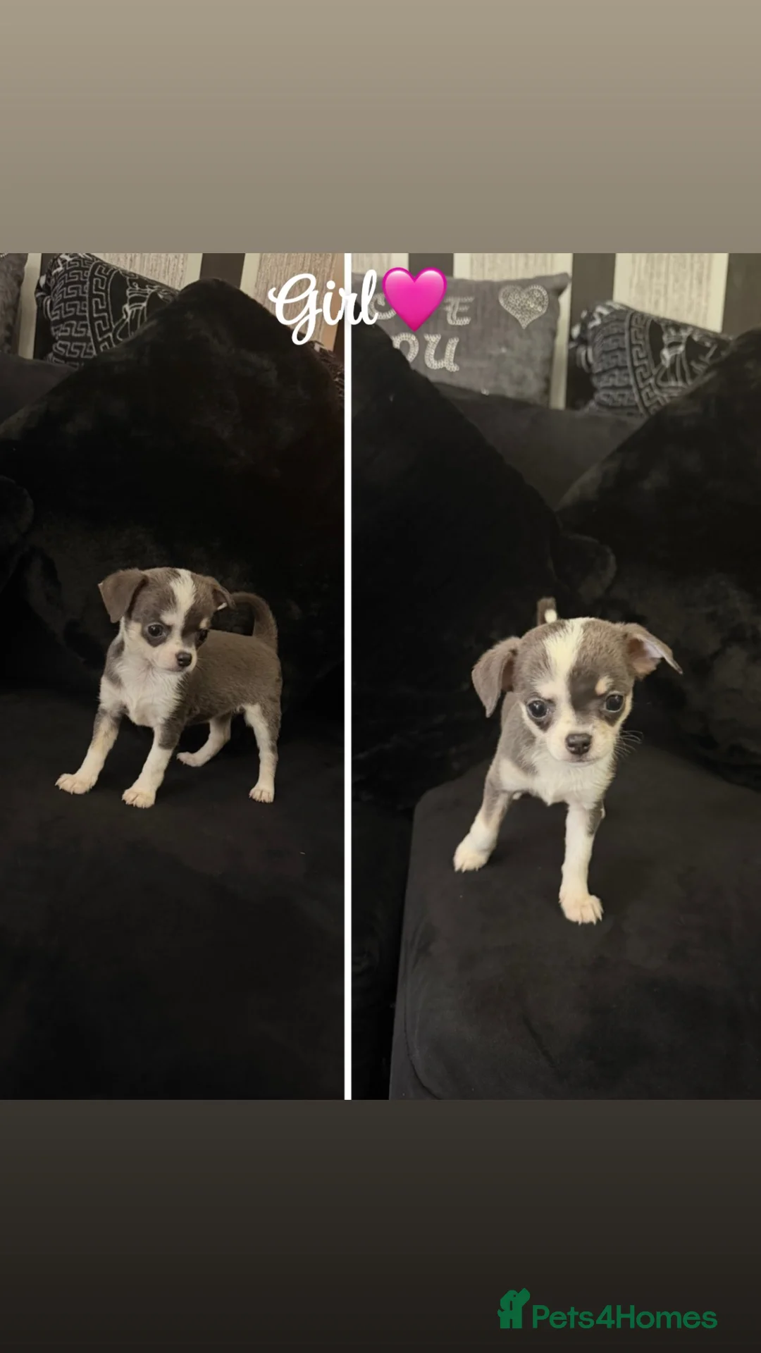 Chihuahua dogs for sale: Lovely chihuahua puppies❤️ in London - Advert 2