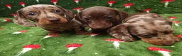 Miniature Dachshund dogs for sale: Miniature dachshund  - Advert 3
