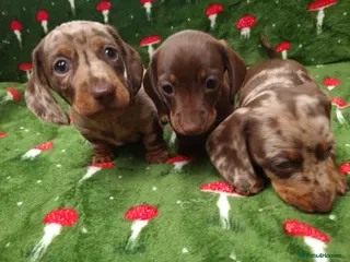 Miniature Dachshund dogs Miniature dachshund - Advert 1