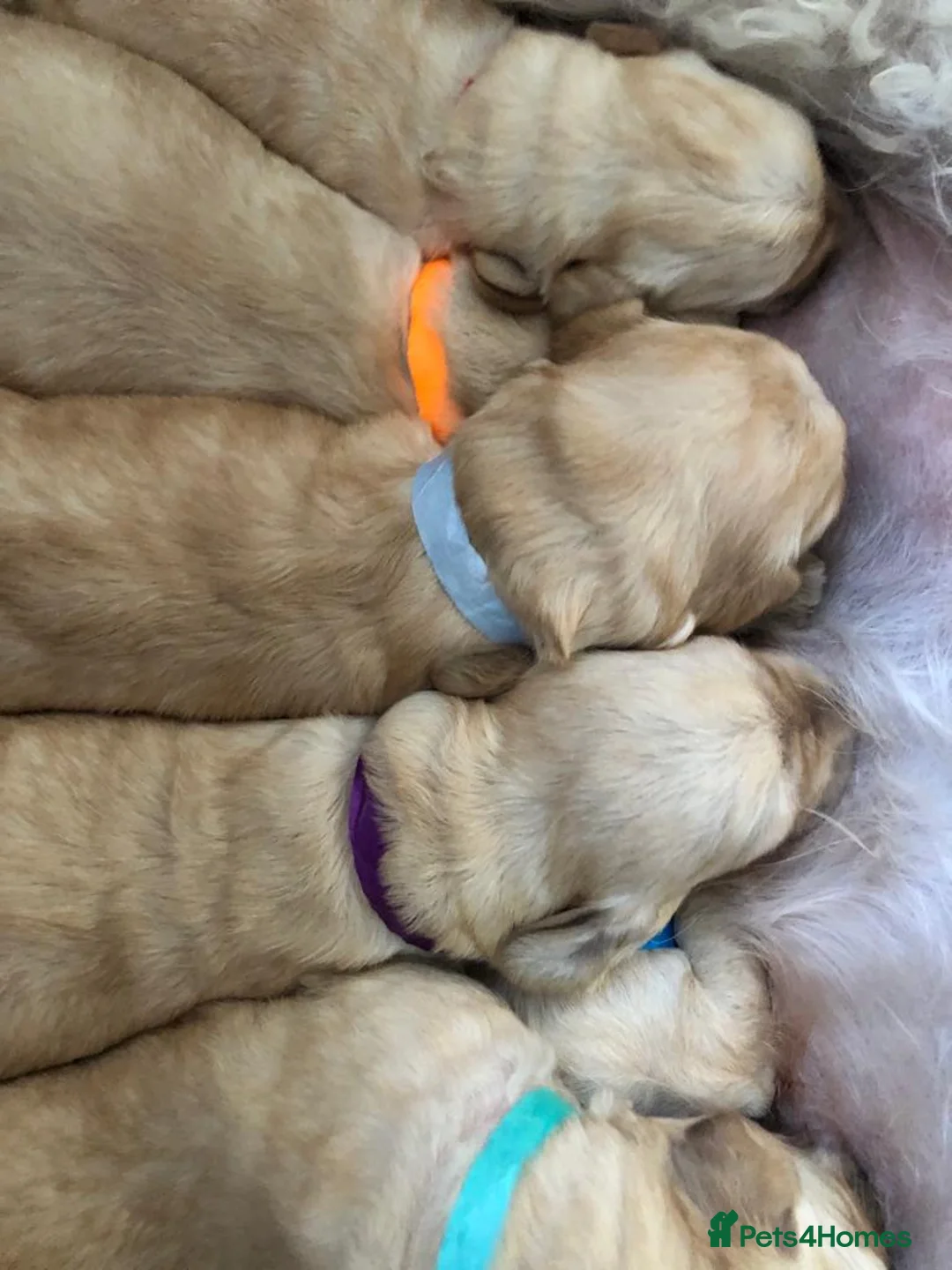 Labradoodle dogs for stud: Multigen/F3b Labradoodle Stud in Calne - Advert 14