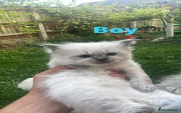 Ragdoll cats for sale: 2 Purebred Beautiful Ragdoll Kittens - Image 3