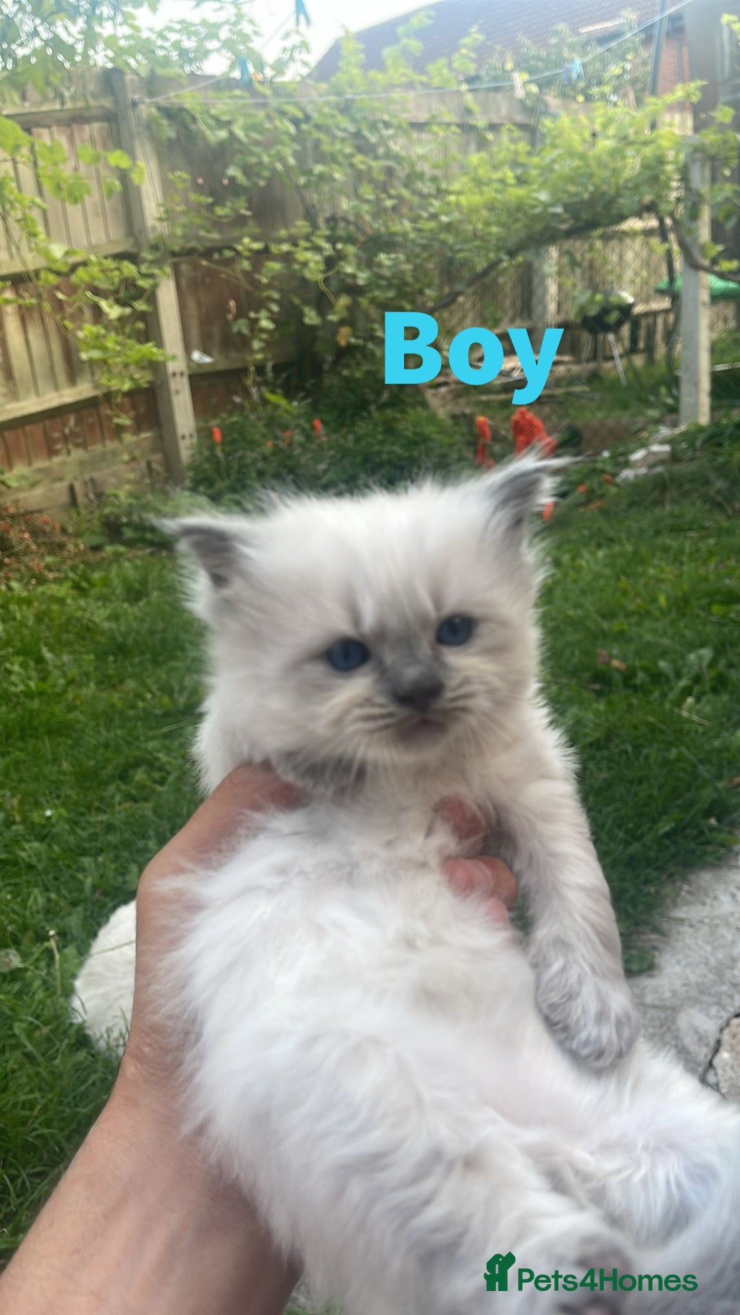 Ragdoll cats for sale: 2 Purebred Beautiful Ragdoll Kittens - Image 3