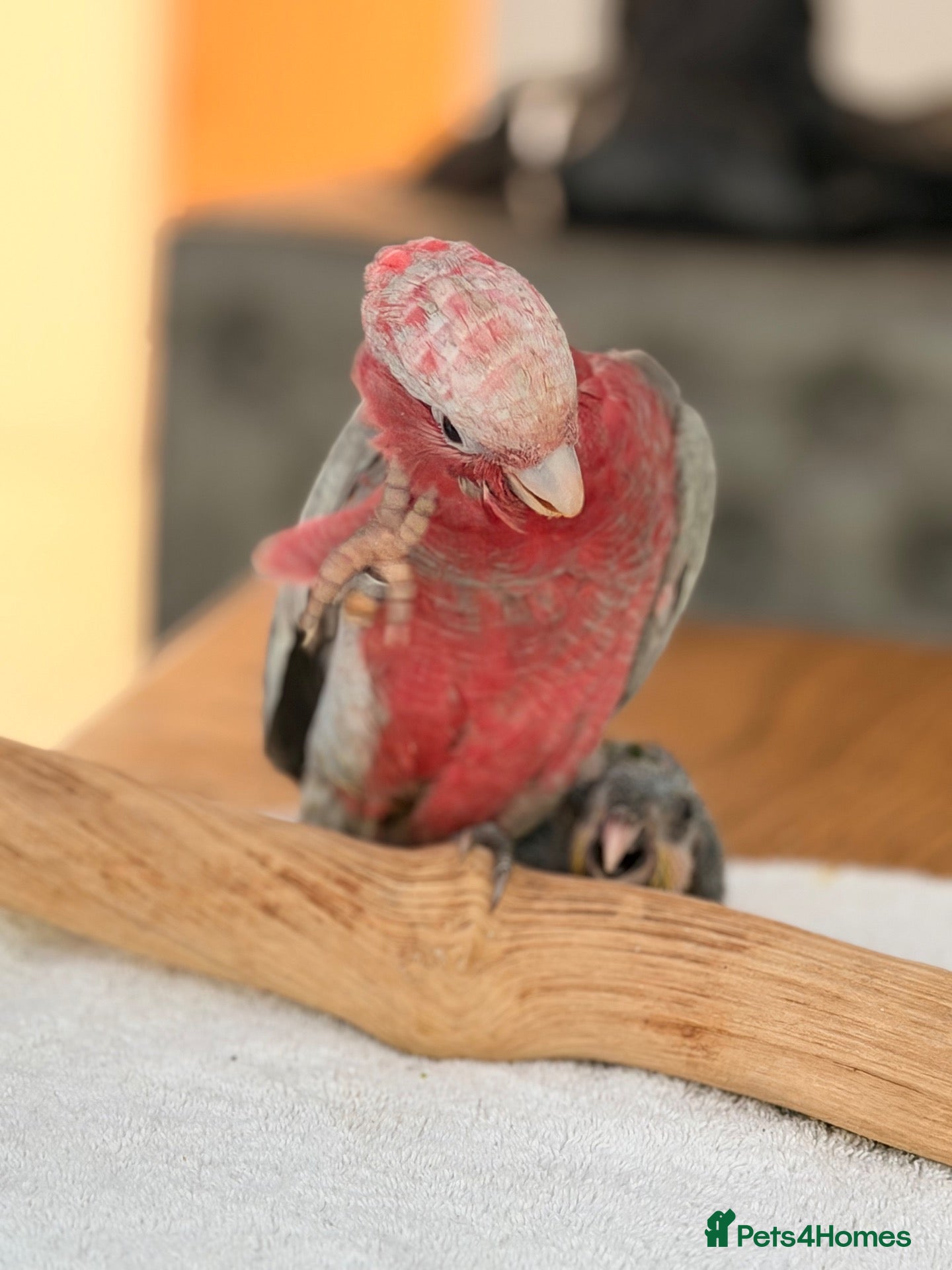 Cockatoo birds Last Silly Tame Galah Cockatoo  - Advert 1