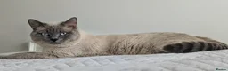British Shorthair cats for sale: Rare colours British Kittens, ready soon.  - Advert 21