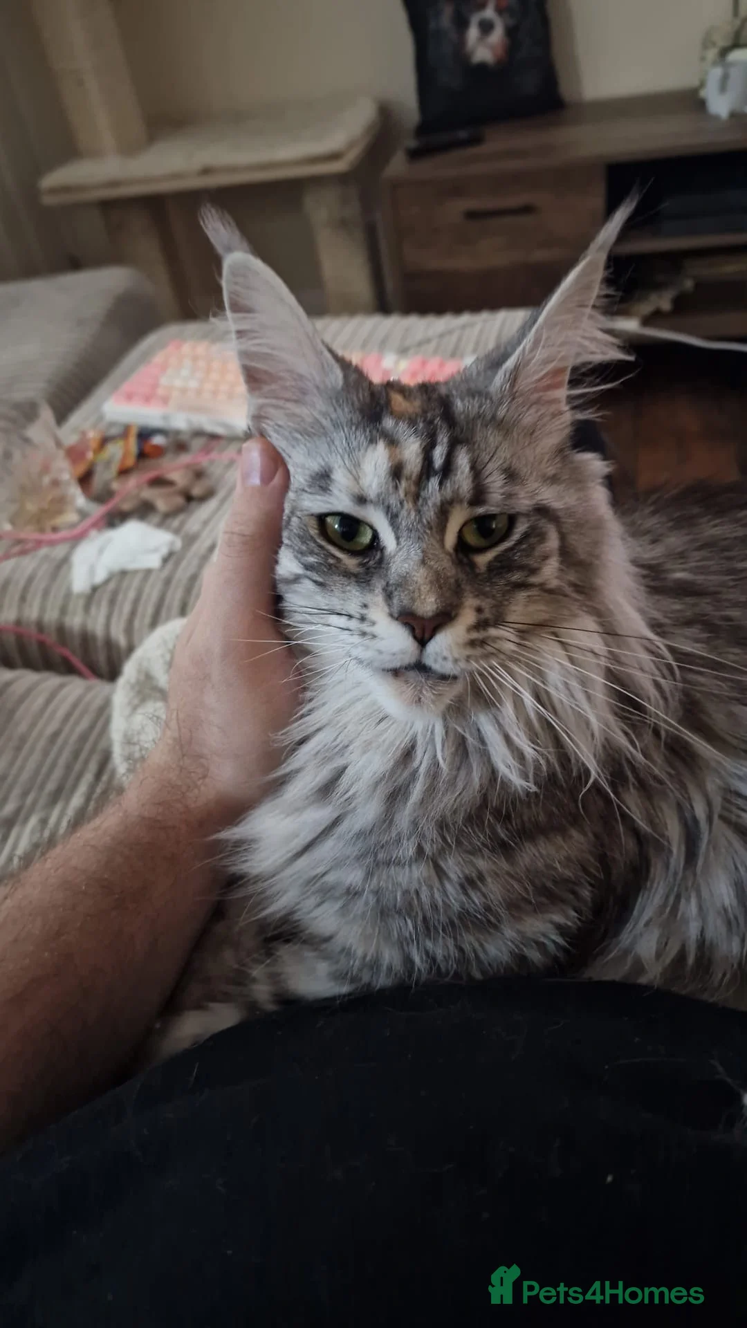 Maine Coon cats for sale: 2x Maine Coons - Need to be taken together  - Advert 2