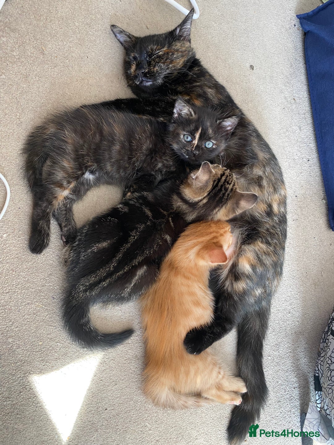 Mixed Breed cats for sale: Amiable bengal mix tabby kittens - Image 6