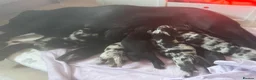 Mixed Breed dogs for sale: Black Labrador X Lilac Merle French Bulldog in Harwich - Advert 22