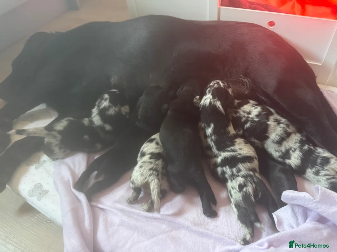 Mixed Breed dogs for sale: Black Labrador X Lilac Merle French Bulldog in Harwich - Advert 22