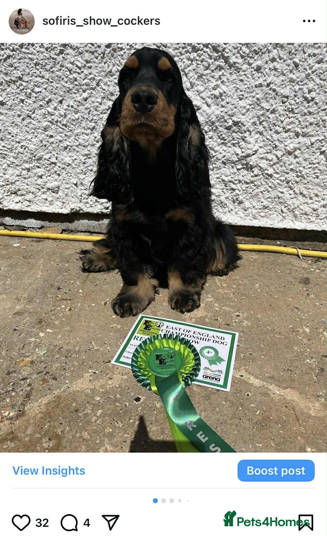 Cocker Spaniel dogs for stud: 100% show import stud - Advert 4