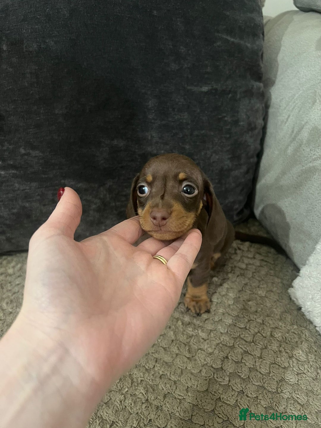 Miniature Dachshund dogs for sale: 🐾 Miniature Dachshund Puppies Available🐾 - Image 11
