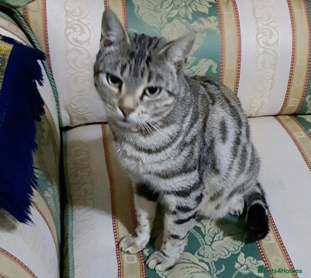 Mixed Breed cats for sale: 3 mixed breed tuxedo kittens ready to leave - Advert 2