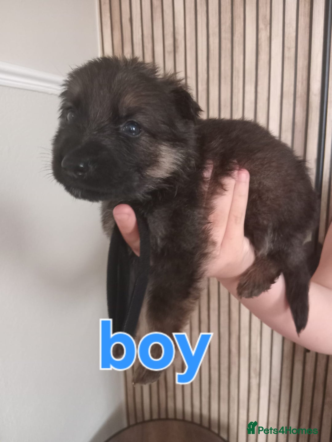 German Shepherd dogs for sale: 💥 chunky German Shepherd's 💥 - Image 3
