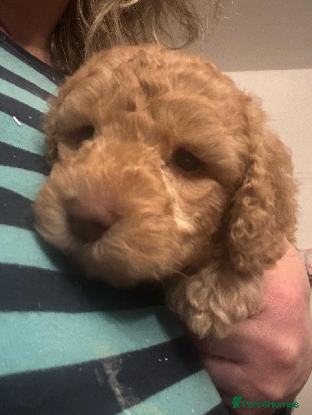 Australian Labradoodle dogs for sale: Australian Labradoodle Puppies - Advert 3