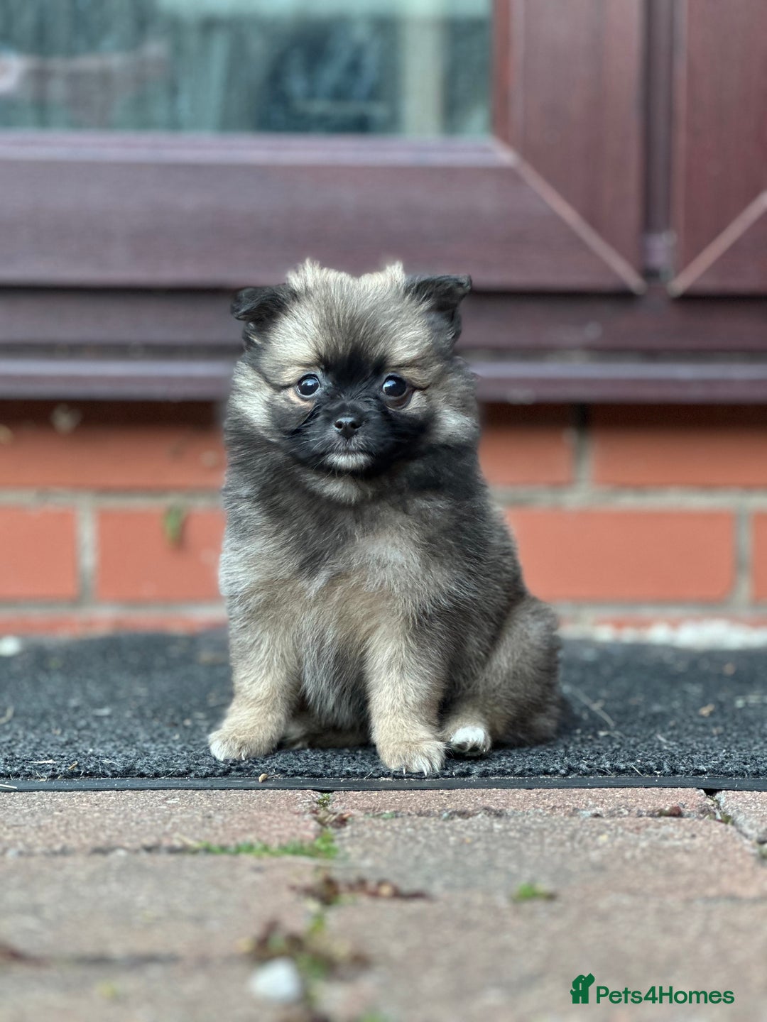 Pomeranian dogs for sale: 5 BEAUTIFUL TEDDY TYPE FOXY POMERANIANS - Image 7