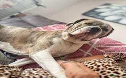 Mixed Breed dogs for sale: Rare breeding American x Bulldog x Cane Corso Pups - Image 39