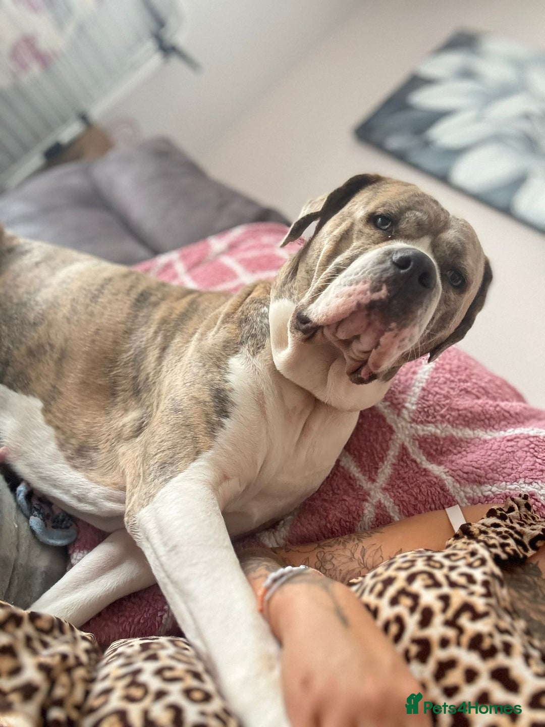 Mixed Breed dogs for sale: Rare breeding American x Bulldog x Cane Corso Pups - Image 39