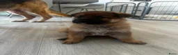 German Shepherd dogs for sale: 2x Female German Shephard puppies - Advert 7