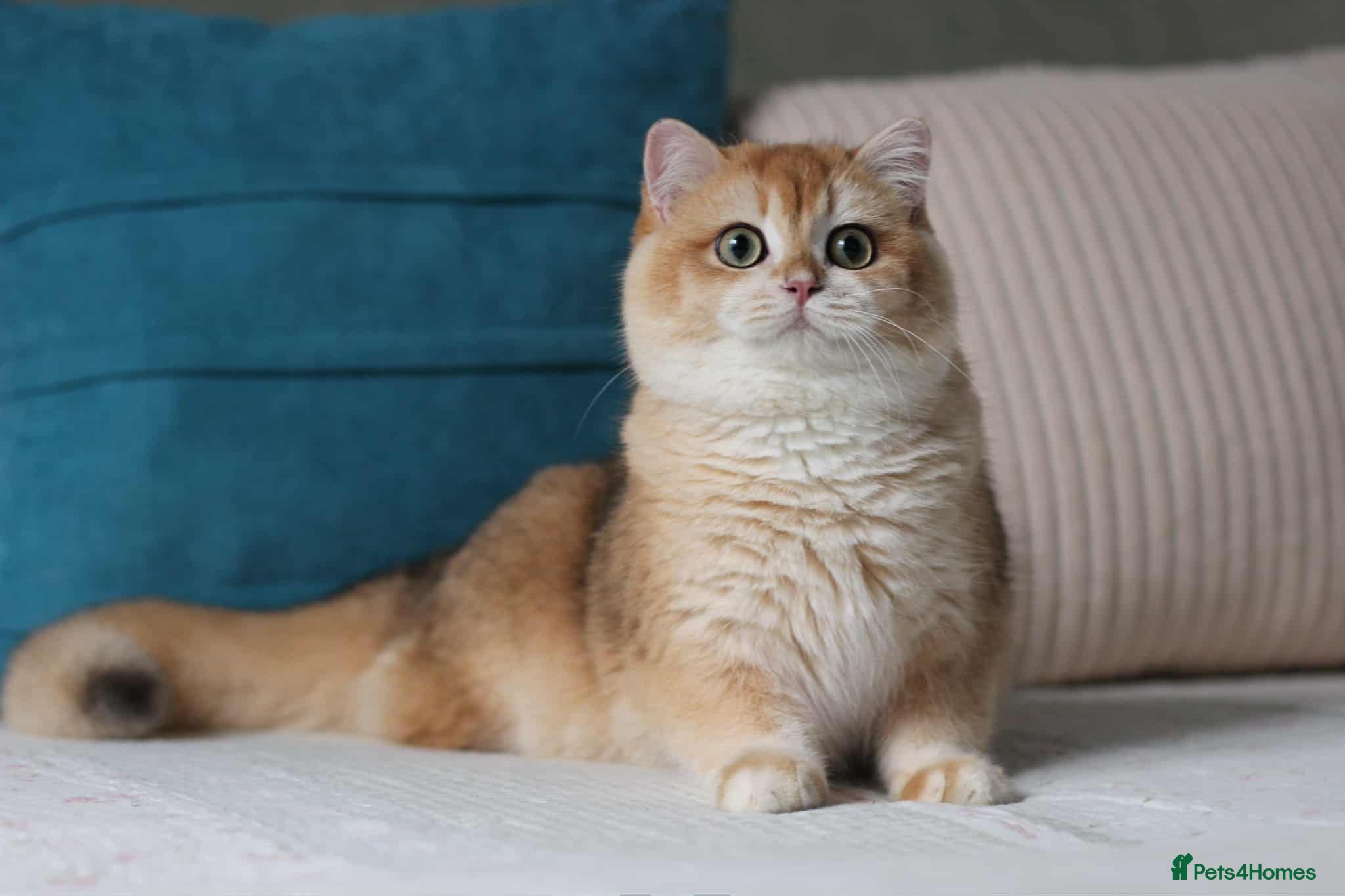 British Shorthair cats Exceptional NY12 BRI Black Golden Shell - Advert 7
