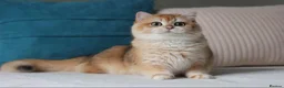 British Shorthair cats for stud: Exceptional NY12 BRI Black Golden Shell - Advert 3
