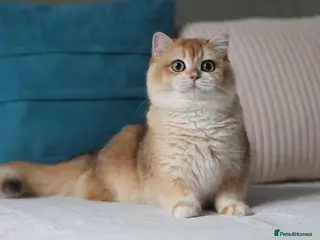 British Shorthair cats Exceptional NY12 BRI Black Golden Shell - Advert 7
