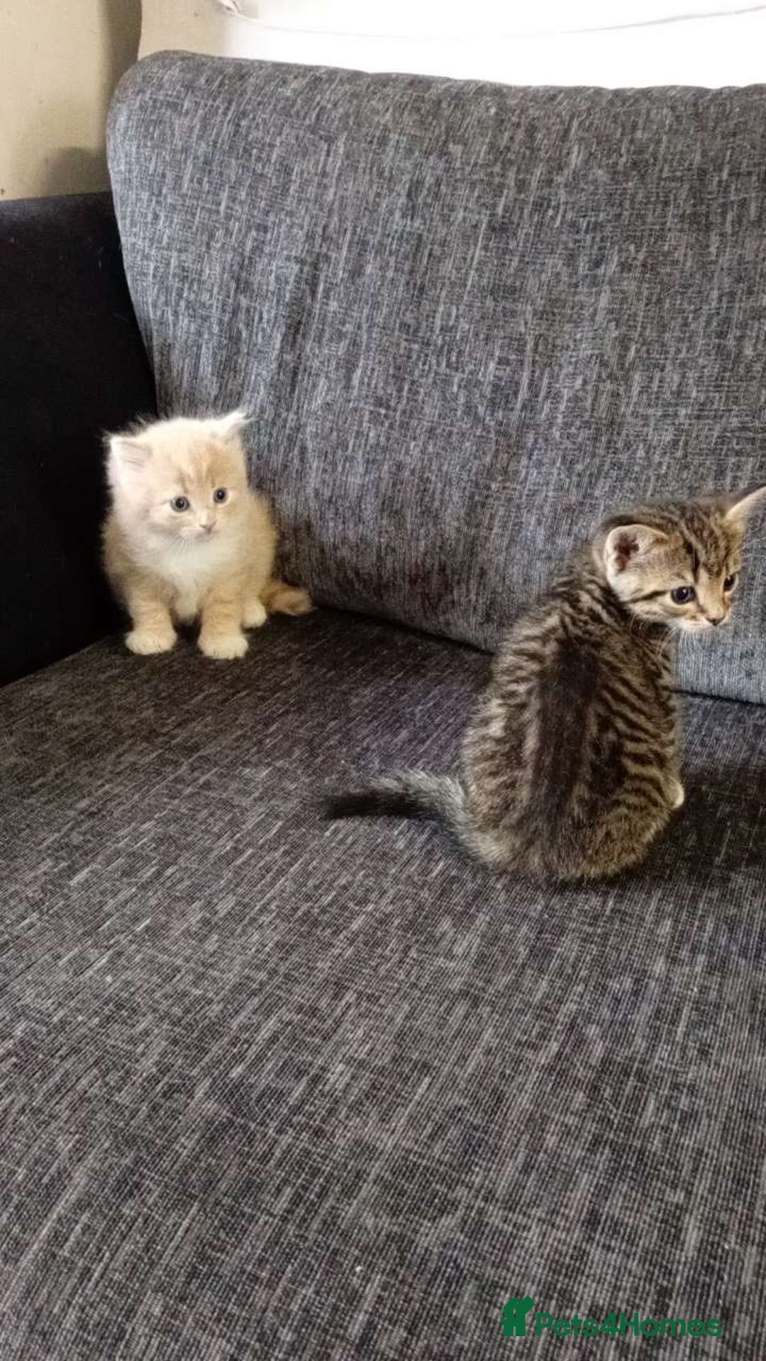 Mixed Breed cats for sale: CREAM male & Tabby female.  - Image 1
