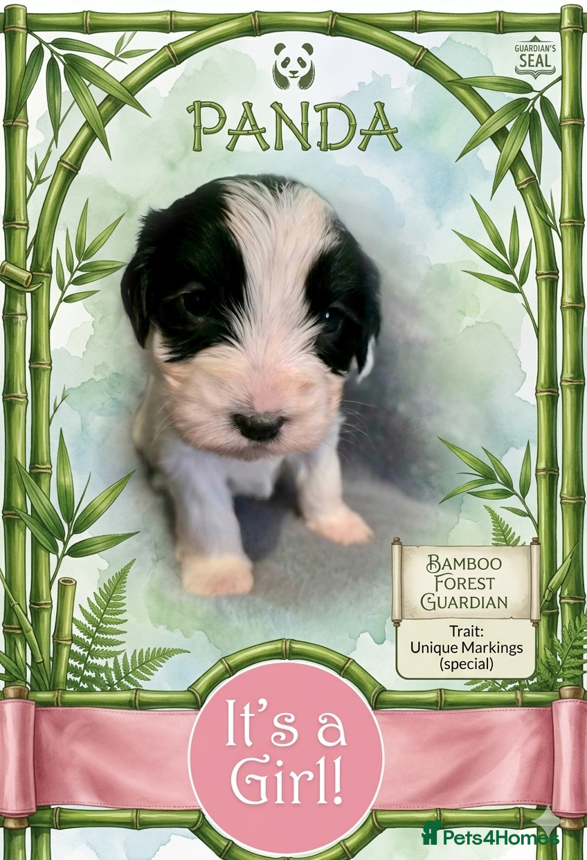 Cockapoo dogs Stunning tuxedo Cockapoo Puppies  - Advert 2