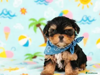 Yorkshire Terrier dogs 1 pup left - Advert 13