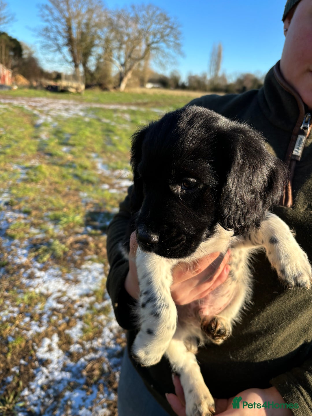 Sprocker dogs for sale: Sprocker puppies  - Advert 9