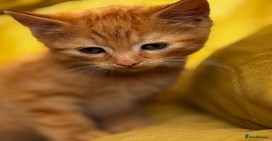 Mixed Breed cats - Advert 14