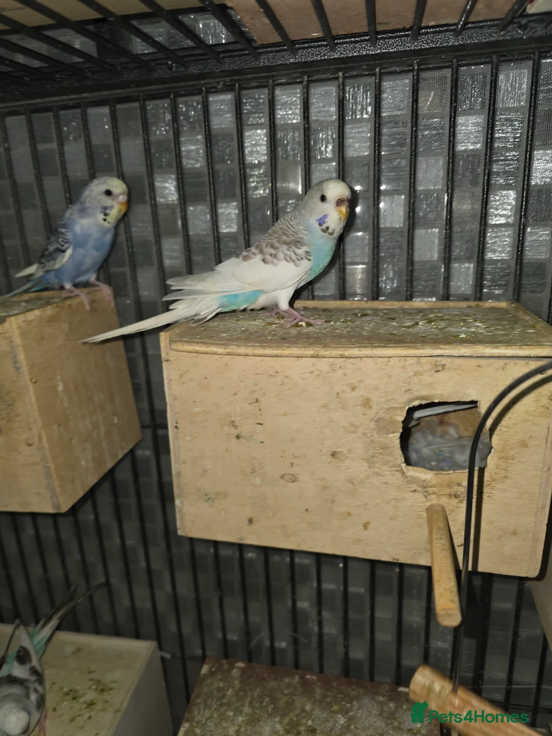 Budgerigars birds for sale: Budgies for sale - Advert 21