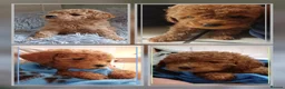 Toy Poodle dogs for stud: K.C. Registered Gentle Proven Stud - Advert 17
