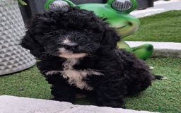 Cockapoo dogs for sale: ** BEAUTIFUL LITTER OF COCKAPOOS ** - Image 33