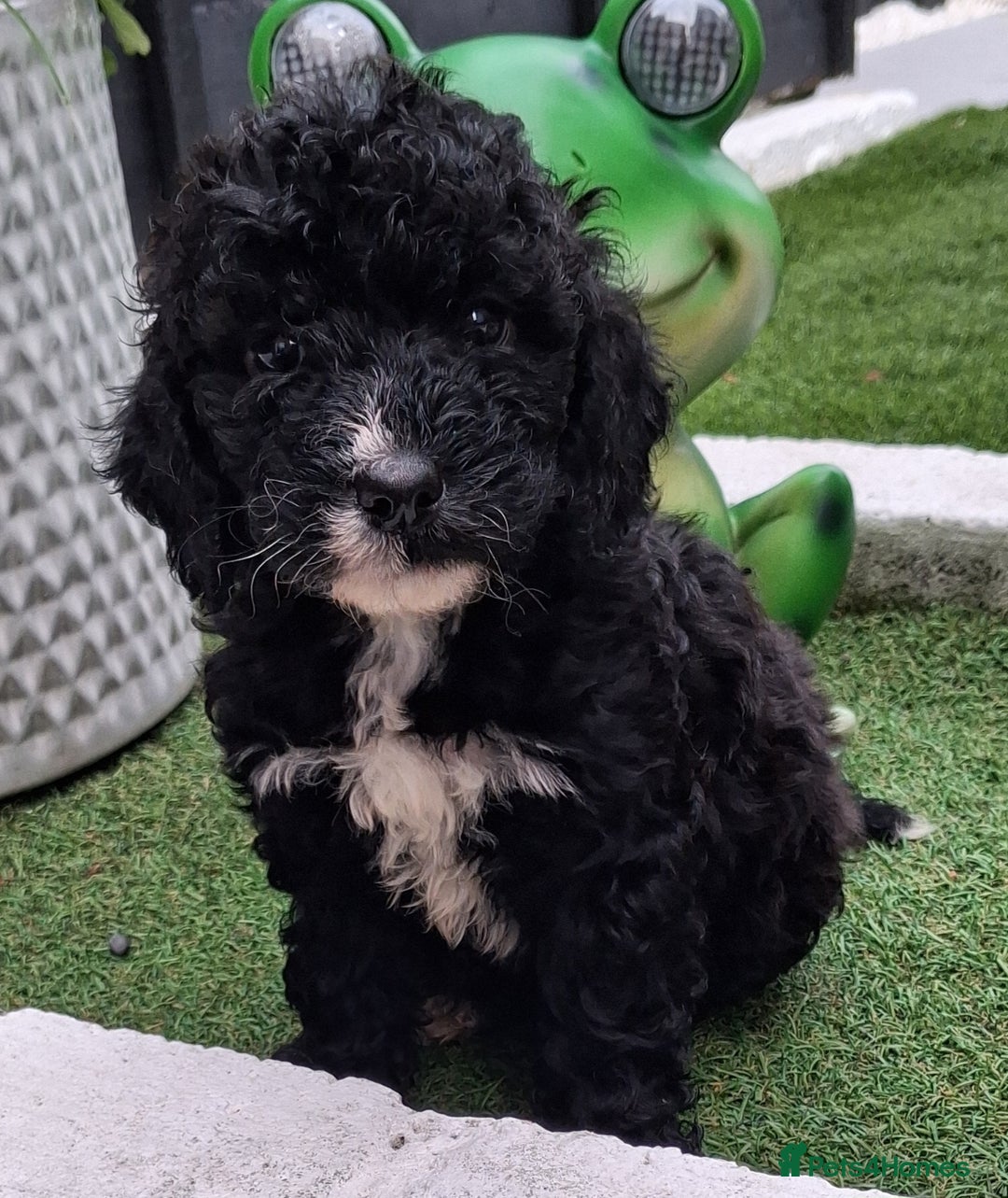 Cockapoo dogs for sale: ** BEAUTIFUL LITTER OF COCKAPOOS ** - Image 33