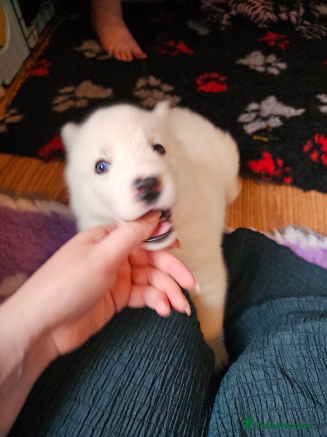 Siberian Husky dogs for sale: 5 beautiful siberian husky fur babies - Advert 19