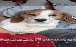 Beagle dogs for sale: Elvis the Beagle - Image 5