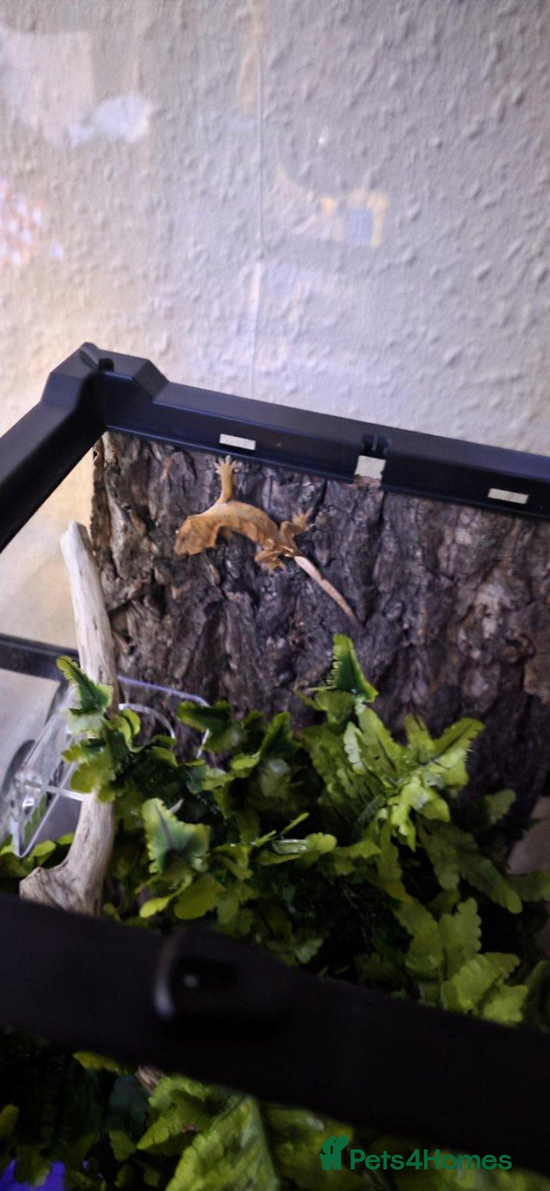 Gecko reptiles for sale: 4 Month old Crested Gecko with setup - Advert 4