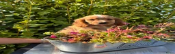 Cocker Spaniel dogs for sale: Only 2 left - Advert 20