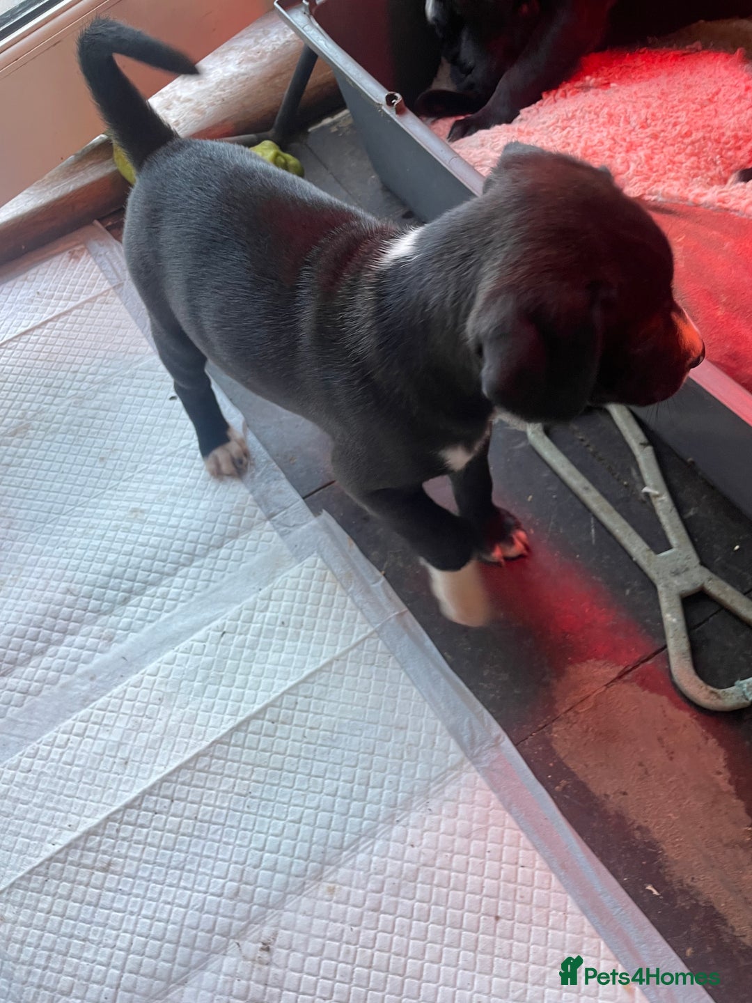 Mixed Breed dogs for sale: Aussie shepherd/staffy - Image 8