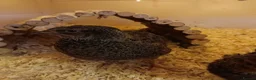 Quail poultry for sale: Breeding Group Quail 5 Hens & 1 Roo - Advert 4